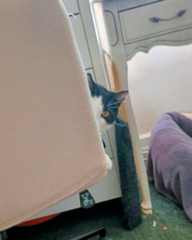 Cute cat named Zeke