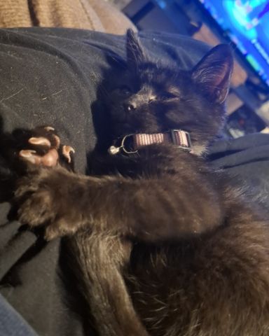 Cute Black cat named Aries
