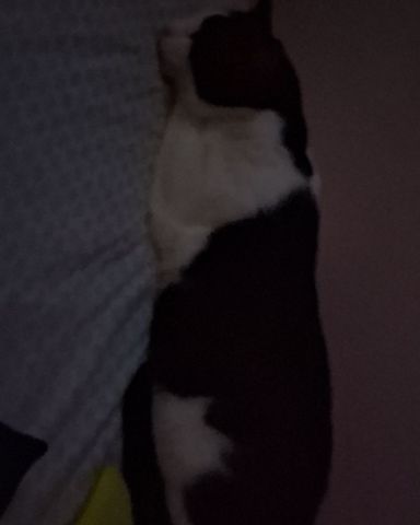 Cute Tuxedo cat named soup