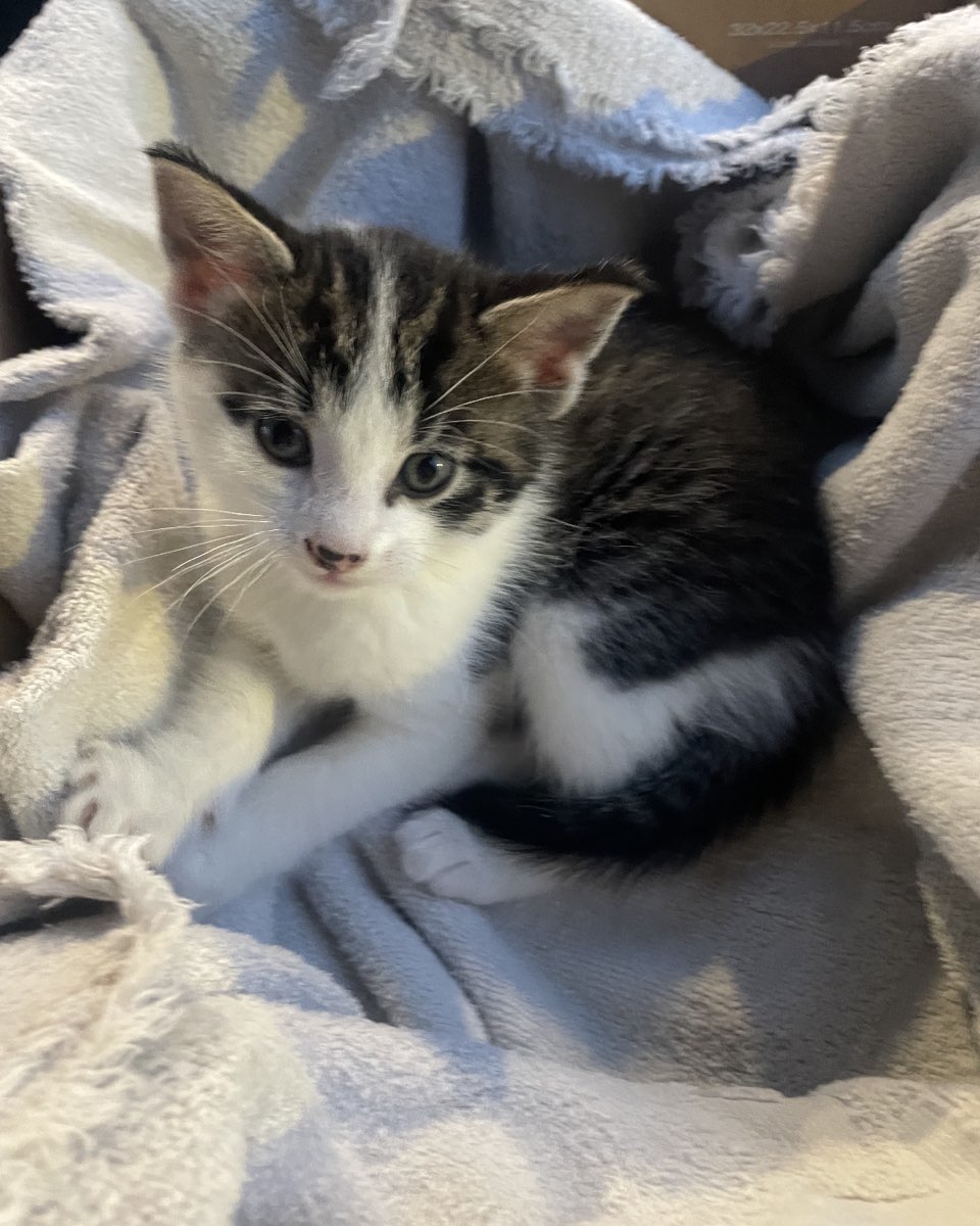Cute cat named ReyRey