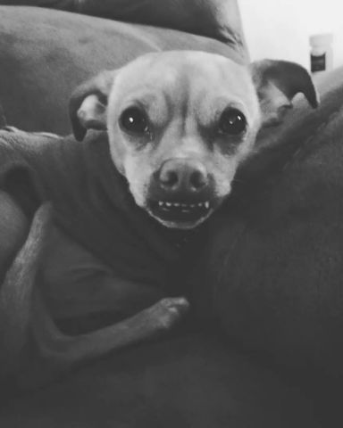 Cute deer head Chihuahua named Freya Goddess