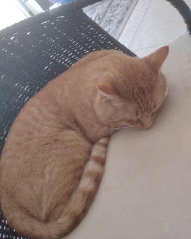 Cute orange cat named caramel