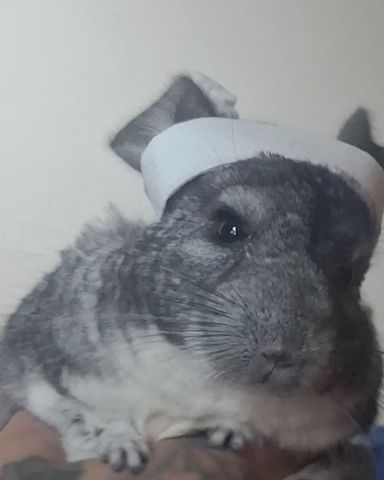 Cute Chinchilla named Chimmichanga