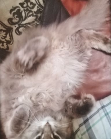 Cute cat named Ozzy