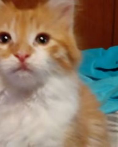 Cute cat named Lucky