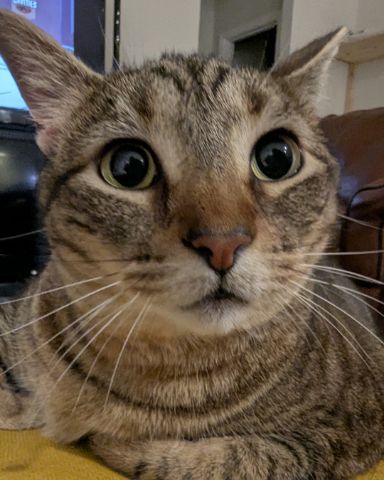 Cute Brown Tabby Shorthair named Cheddar Biscuit