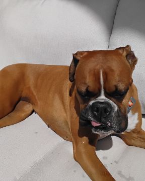 Cute Boxer named Niya