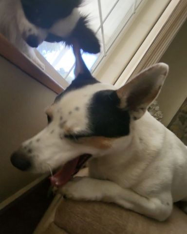 Cute 1/4 Chihuahua 3/4 Queensland healer named Billy