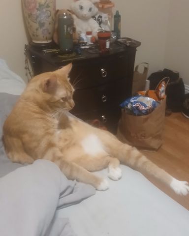 Cute cat named chester