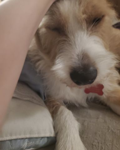 Cute dog named Dexter