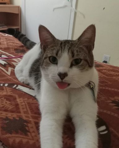Cute Domestic Short Hair named Peanut