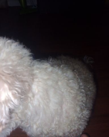 Cute dog named Daisy