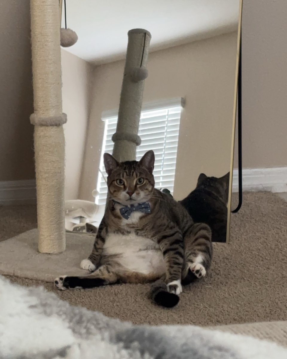 Cute cat named Jasper