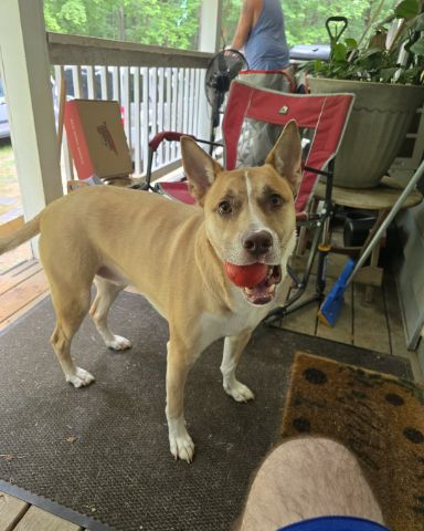 Cute Basenji/Pit Mix named Gizmo