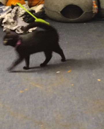 Cute Black Kitty named Wendsday