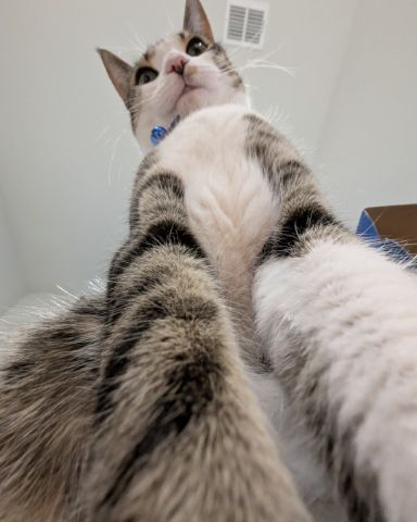 Cute Piebald Shorthair named Kima