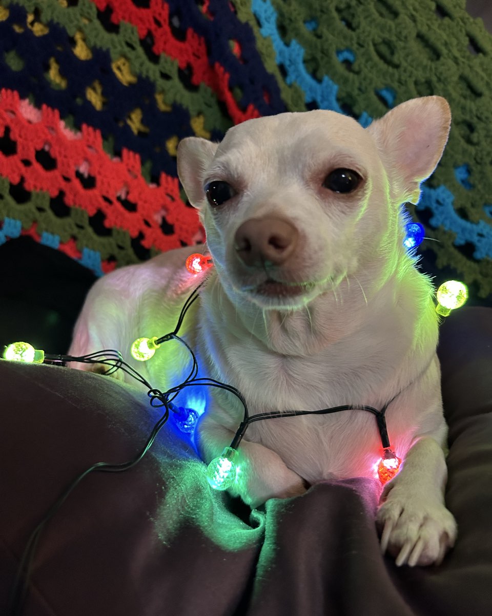 Cute Chihuahua named Happy Feet
