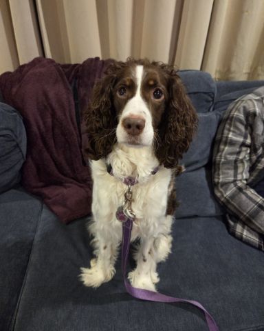 Cute English Springer Spaniel named Sparky