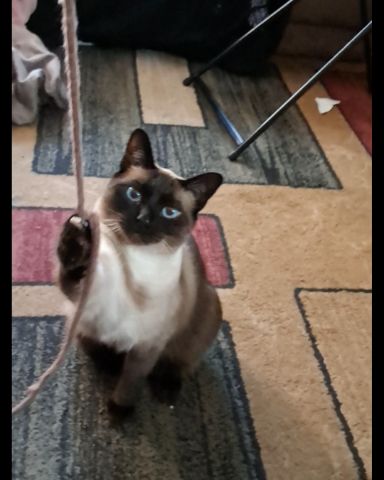Cute Siamese named Luna🌙💫 (twin of Stella)