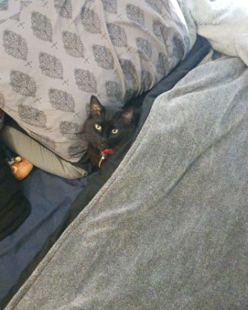 Cute Unsure named Sylvester