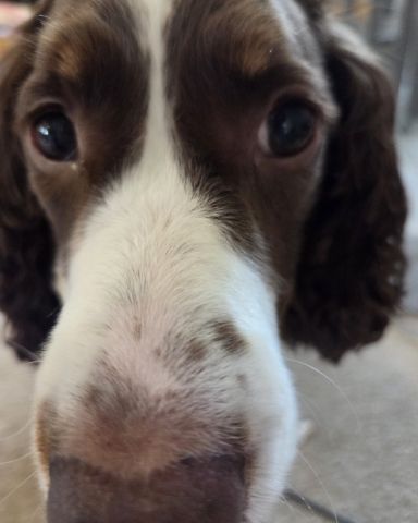 Cute English Springer Spaniel named Sparky
