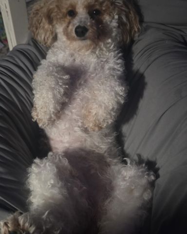 Cute Bichpoo named Honey Bun