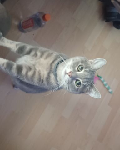 Cute short haired cat named dutchess