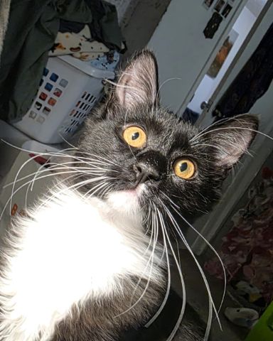Cute cat named Andy