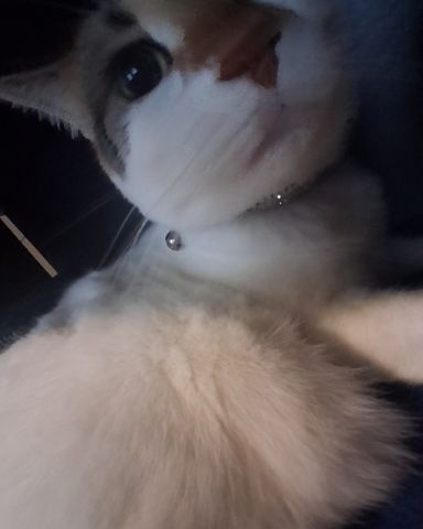Cute Calico maincoon named Callie