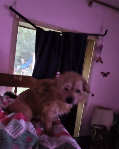 Cute mutt named dexter