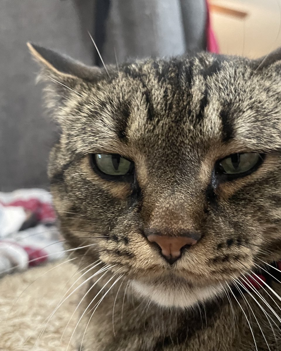Cute cat named ReyRey