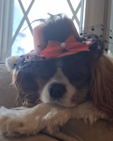 Cute Cavalier King Charles Spaniel named Arya