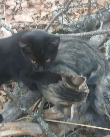 Cute cat named Baby Girl and Batgirl