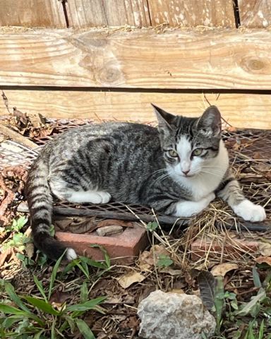 Cute cat named barnaby