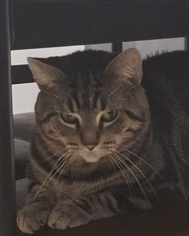 Cute taby named Hermes