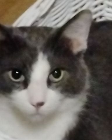 Cute cat named Roy