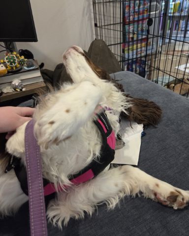 Cute English Springer Spaniel named Sparky