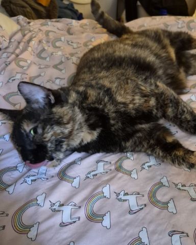 Cute cat named Celestine