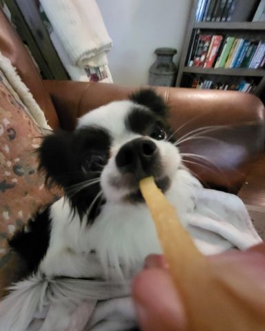 Cute Long haired Chihuahua named Danny