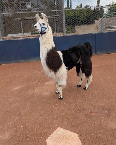 Cute other named Stanley
