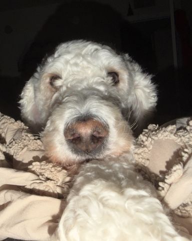 Cute golden doodle! named blaire