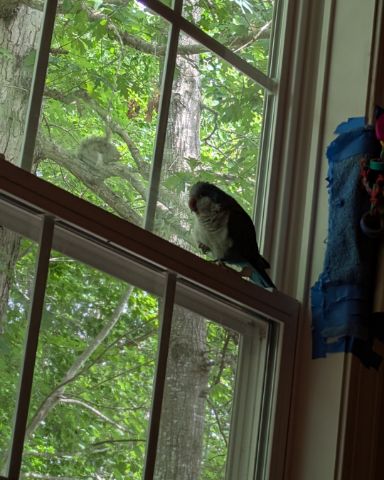 Cute Quaker parrot named pixie