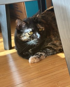 Cute American Shorthair named Candy (a.k.a. Angie)
