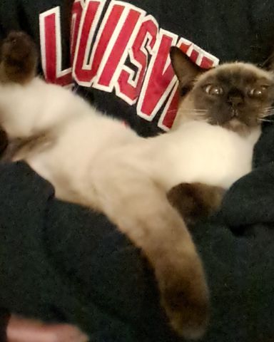 Cute Siamese named Luna🌙💫 (twin of Stella)