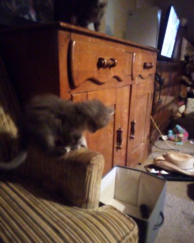 Cute cat named Galaxy destroyer