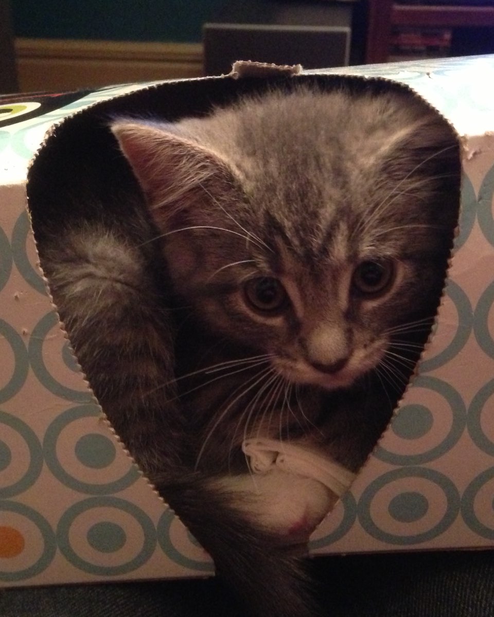 Cute cat named Betty