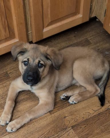 Cute German Shepard/Golden Retriever named Rikku