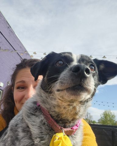 Cute dog named Ash