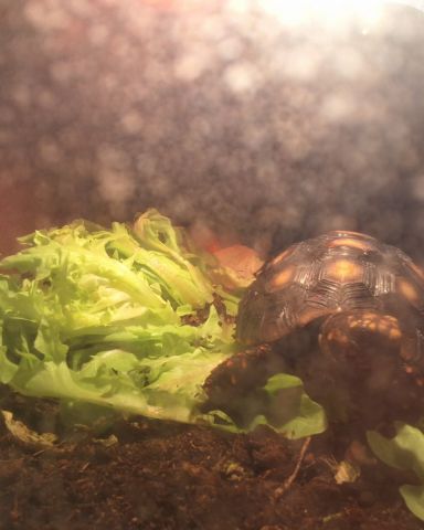Cute Red footed tortoise named Master oogway