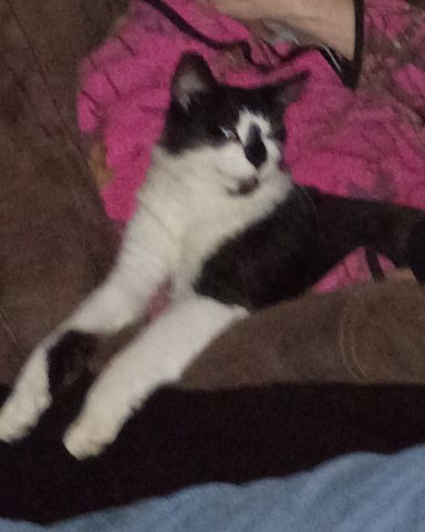 Cute Tuxedo named Oro